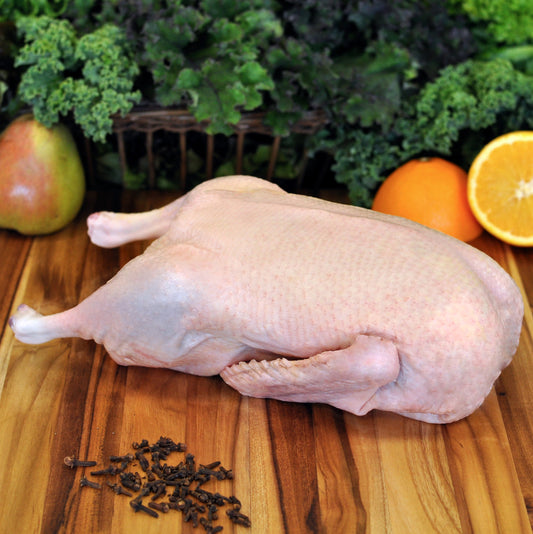 Duck